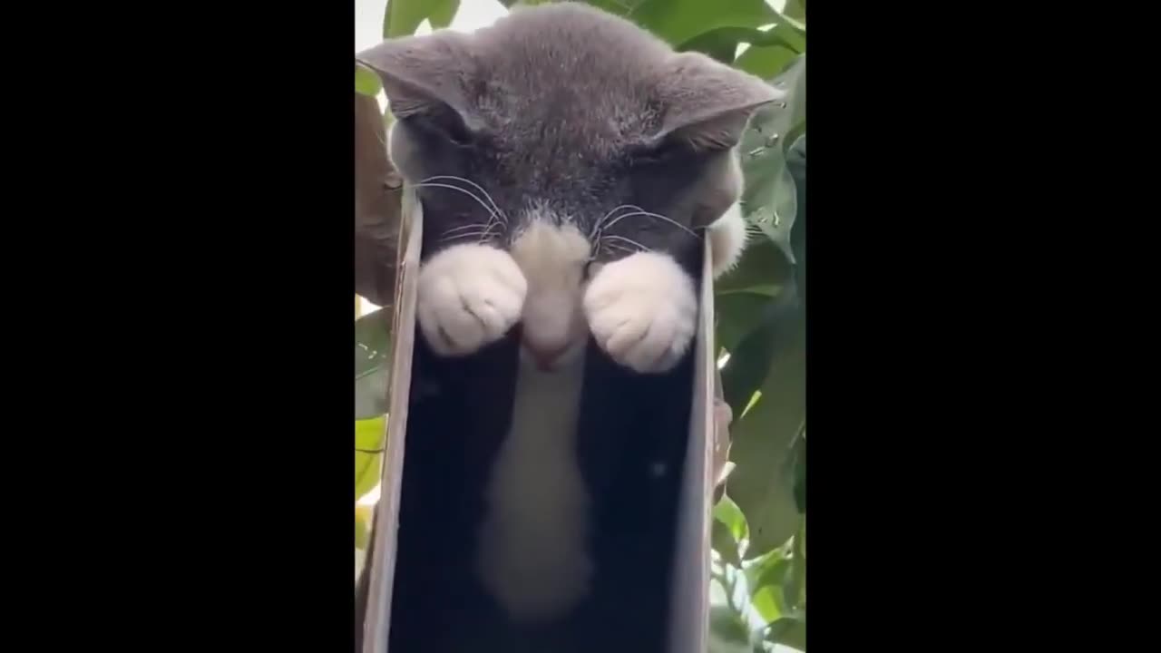 The Best Funny Cat Videos Of The 2023 - Funny Cats Compilation #52