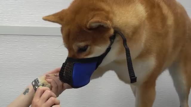 Crazy Shiba Inu won battle against groomer