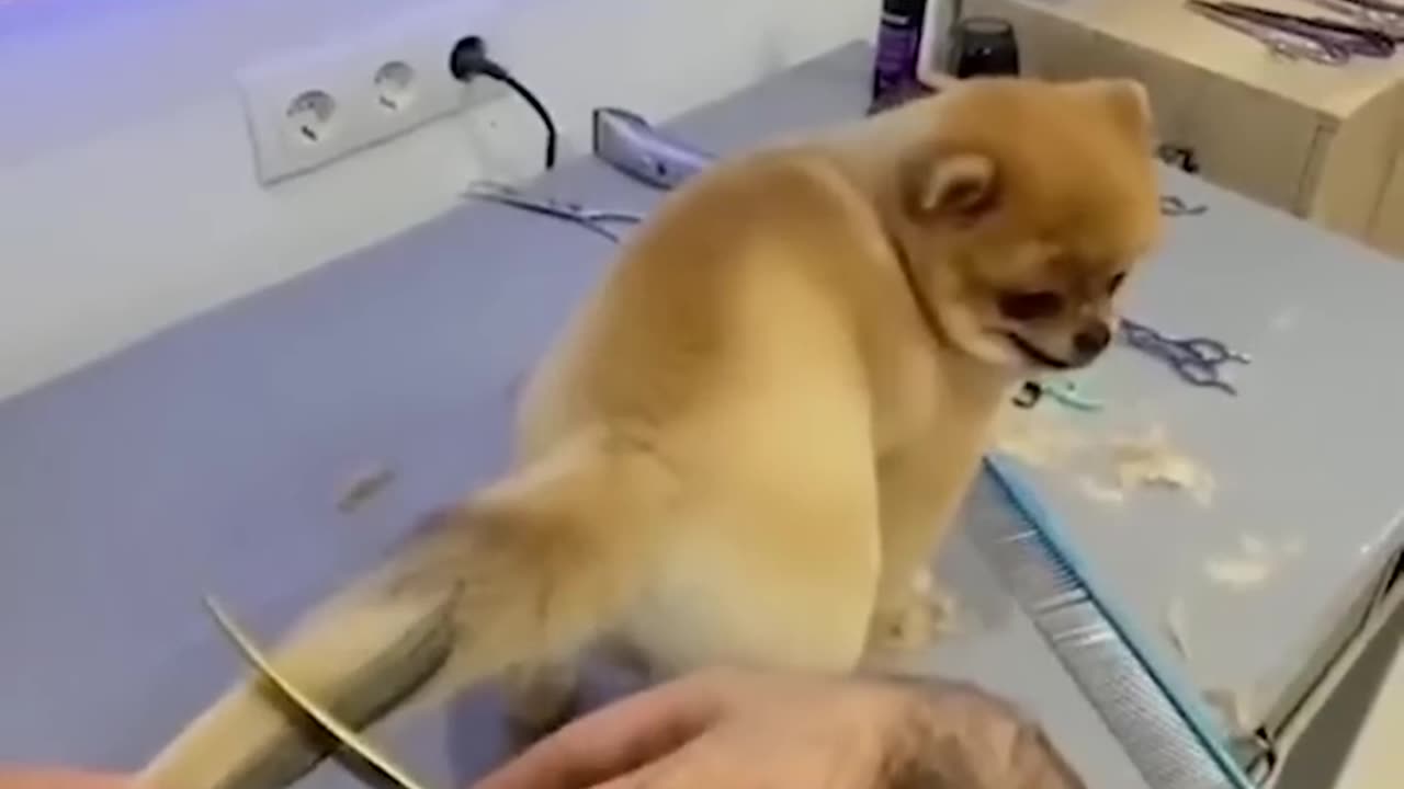 this dog gets cut