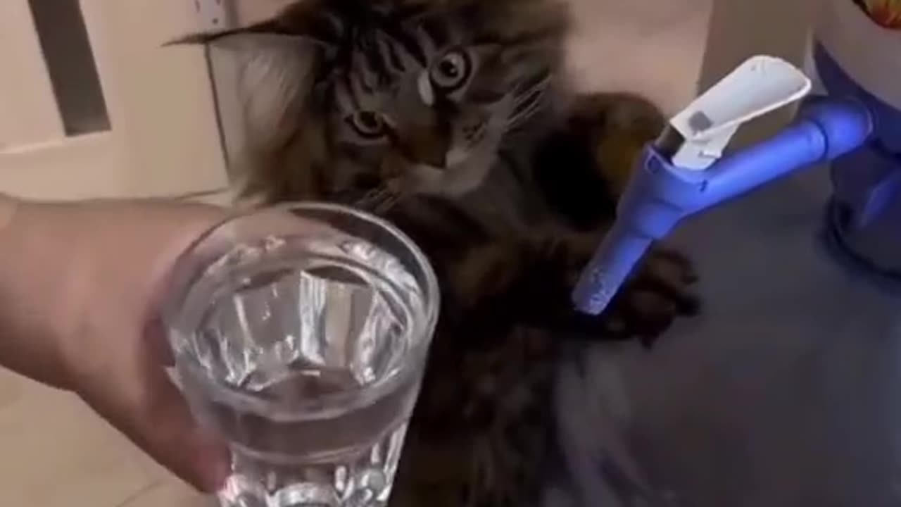 "Pawsitively Clever: The Adorable Intelligence of Cats!"