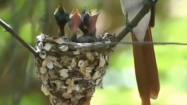 Magnificent Riflebird