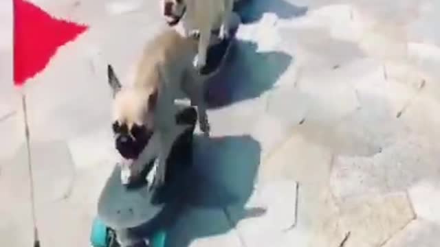 Funny Dogs Video || Cute dogs Video || skating dogs