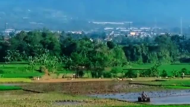 Hamparan sawah dan Gunung