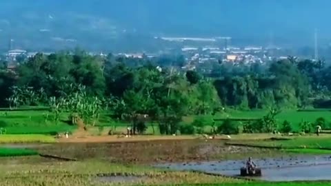 Hamparan sawah dan Gunung