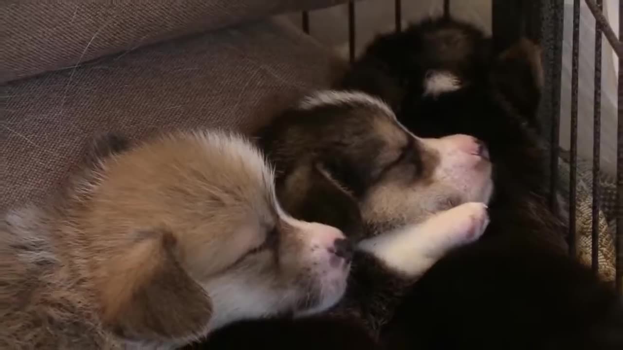 Cute Pets Dogs always makes us Happy Short Video