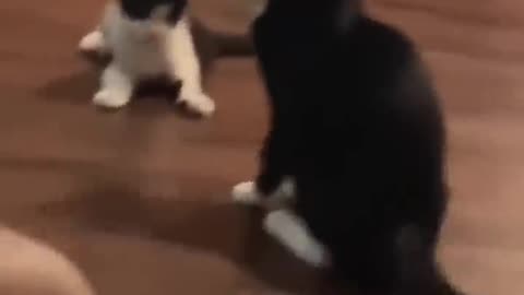 Funny Cat and Dog Video || Funny Video animal Video || watch this video and enjoy the Day