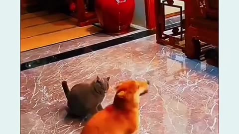 Cute pets