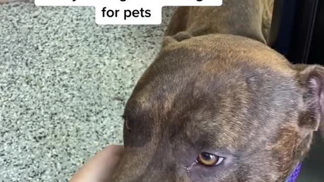 Lasagna at the shelter finally feeling safe enough for pets