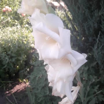 White gladiolus