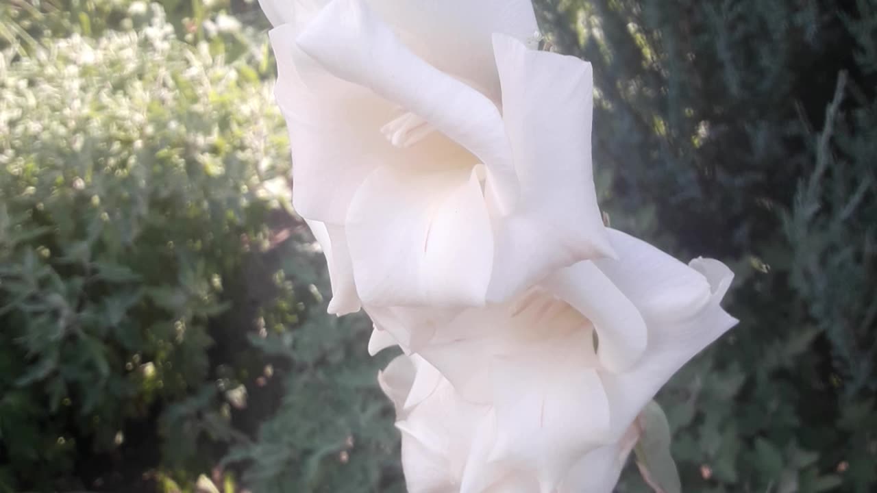 White gladiolus