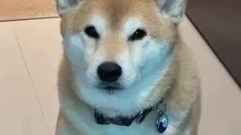 What is a Shiba's Favorite Snack??