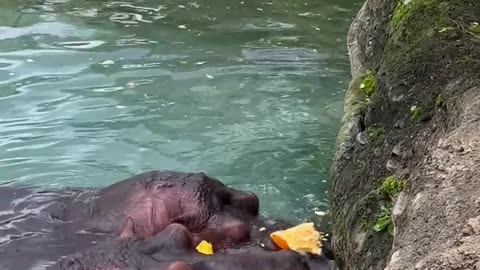 Hungry Hippos Enjoy Pumpkin Treats __ ViralHog