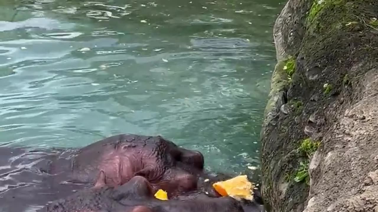 Hungry Hippos Enjoy Pumpkin Treats __ ViralHog