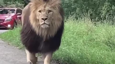 Lion in the way