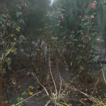 Global warming effect