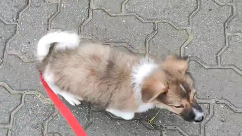 Spitz dog