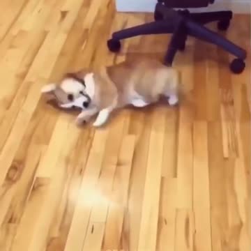 Cute 🐕 Dog Funny Video 2022|Dog Funny Video