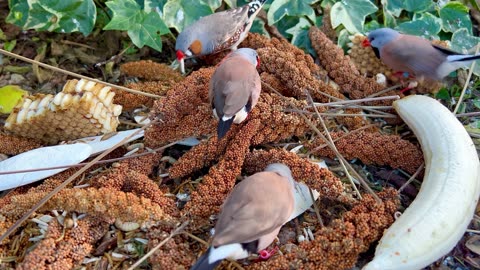 Tropical Aviary Birds - finches and softbills