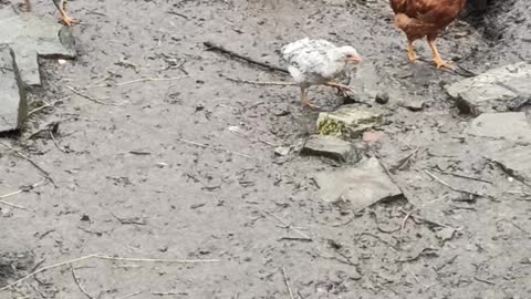 Life of a chicken in the village