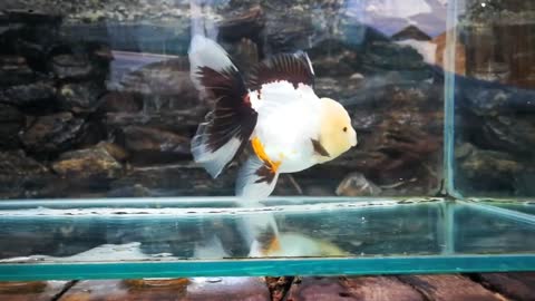 The most beautiful Oranda Goldfish-6