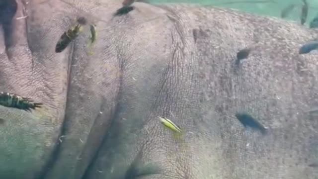 The giant hippo