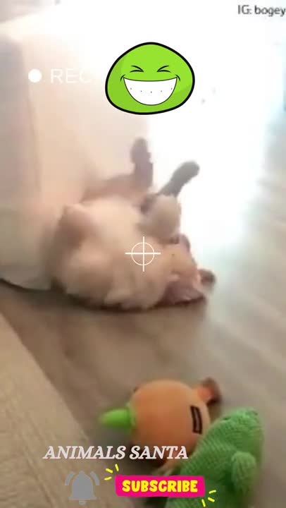 This is Bogey - funny dog