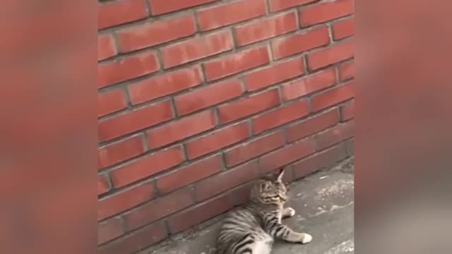 🤣 Have Mercy On Me | Funny Animals