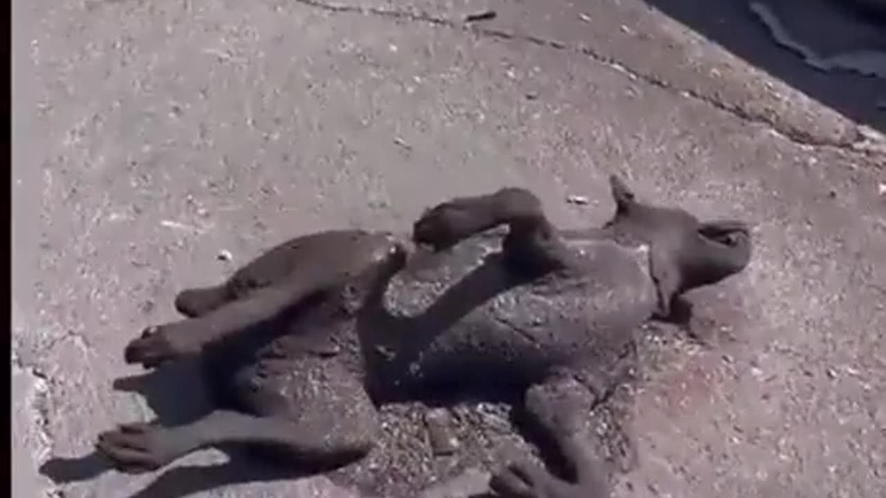 Maui Fires - Charred Dog