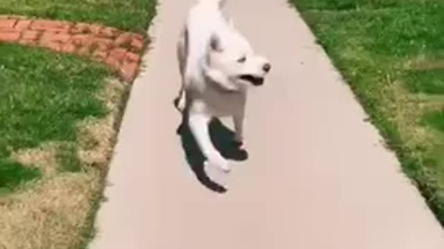 Funny Happy Animals Compilation #1 😂#Shorts