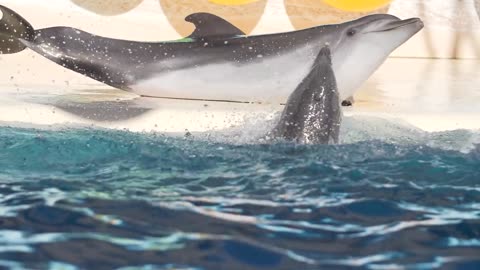 Dolphin in pool