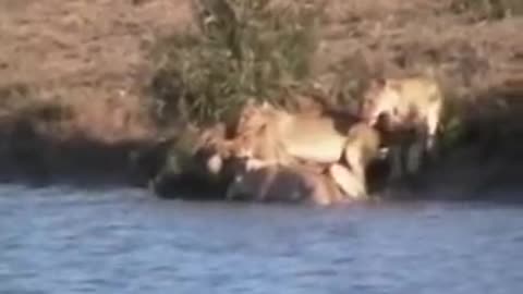 Battle at Kruger