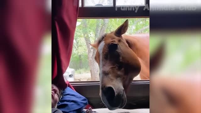 Funniest Animal Videos - Funny Cats and Dogs Part 2