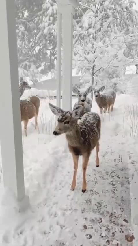 Buongiorno a tutti 🌲