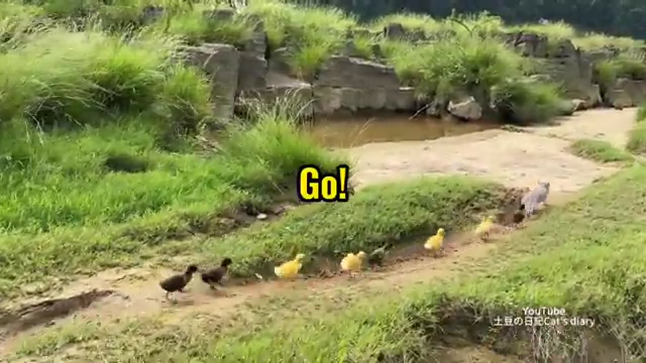 So funny cute😂!Mother duck bullies dog, suspects dog of stealing ducklings.