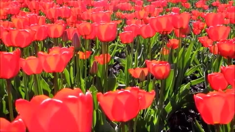 Natural flower video Beautiful verities of colorful Flowers