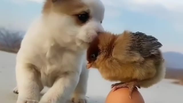 Funny puppy with HEN and chick 🐕🐥🐓