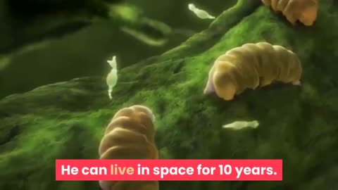 Supernatural creature! water bear