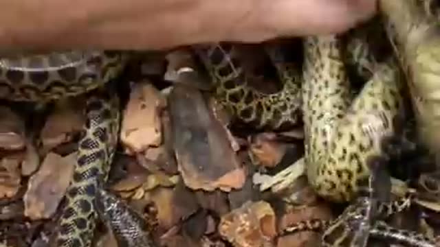 Tiny Snakes With Big Attitudes