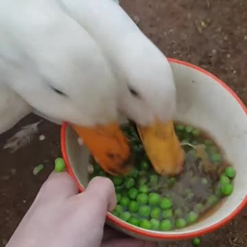 Ducks annihilate a bowl of peas