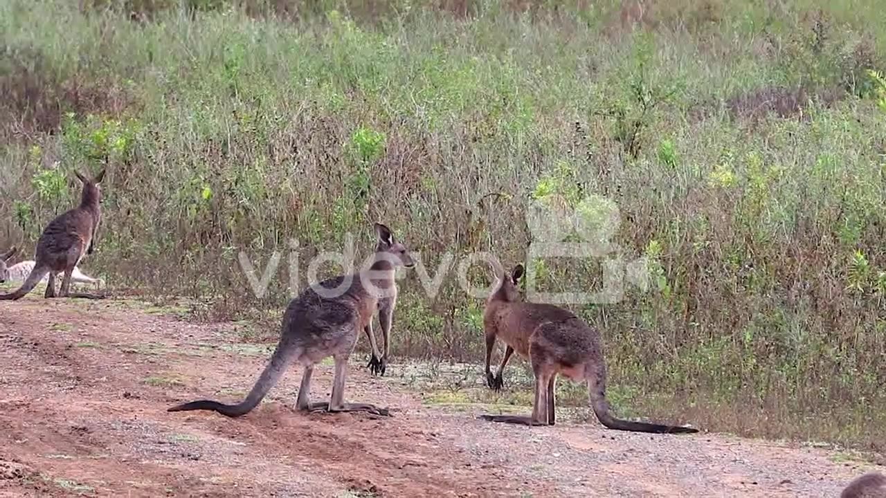 Kangaroos Engage In A Boxing Match Fighting Along