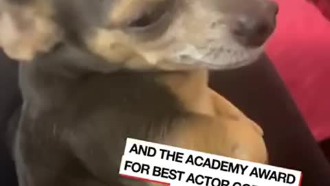 This dog deserves an Oscar for his acting | LADbible