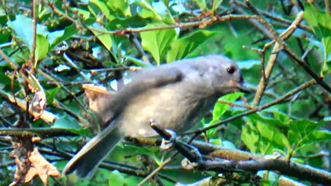 Tufted titmouse