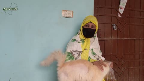 In Pakistan’s Karachi, Woman’s house is the purr-fect sanctuary for 60 cats.