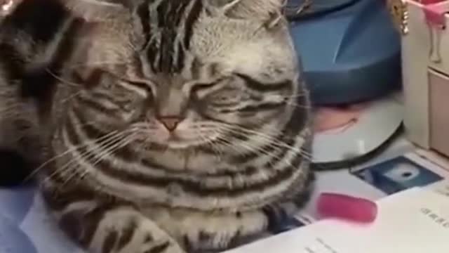 Pet life sharing#pets #petlover #cutebaby #cute #animals #lovely