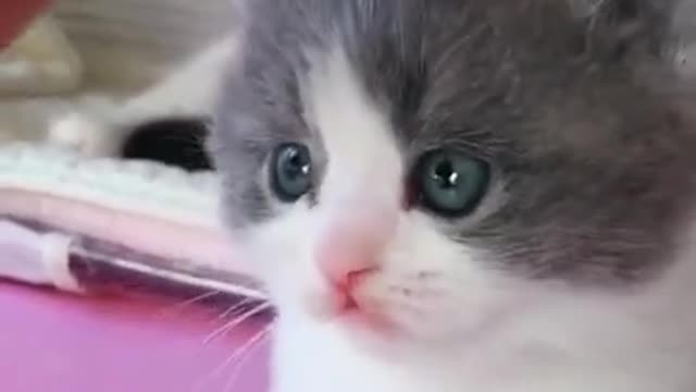 Lovely kitten|Funny animals videos 2021|Its haha time #Shorts #cute