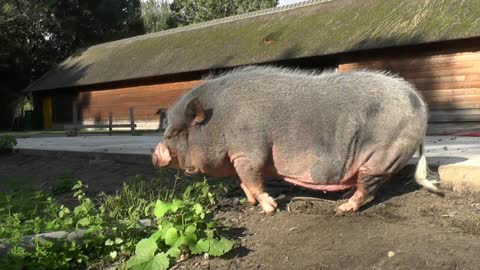 Pig Animal Even-Toed Mammal Snout Ear Hair Farm