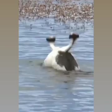 #DeathMetal #AngryBirds - Follow me for Free Crypto