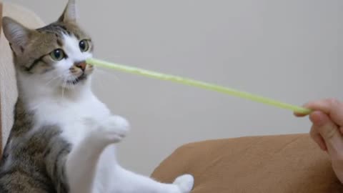 Pet Cat Playing With Owner at Home 🐱Cat Playing with Owner