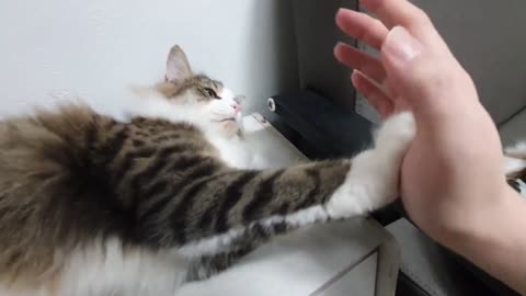 The cat said 'don't touch me' But when the cat says so Human's heart is pounding