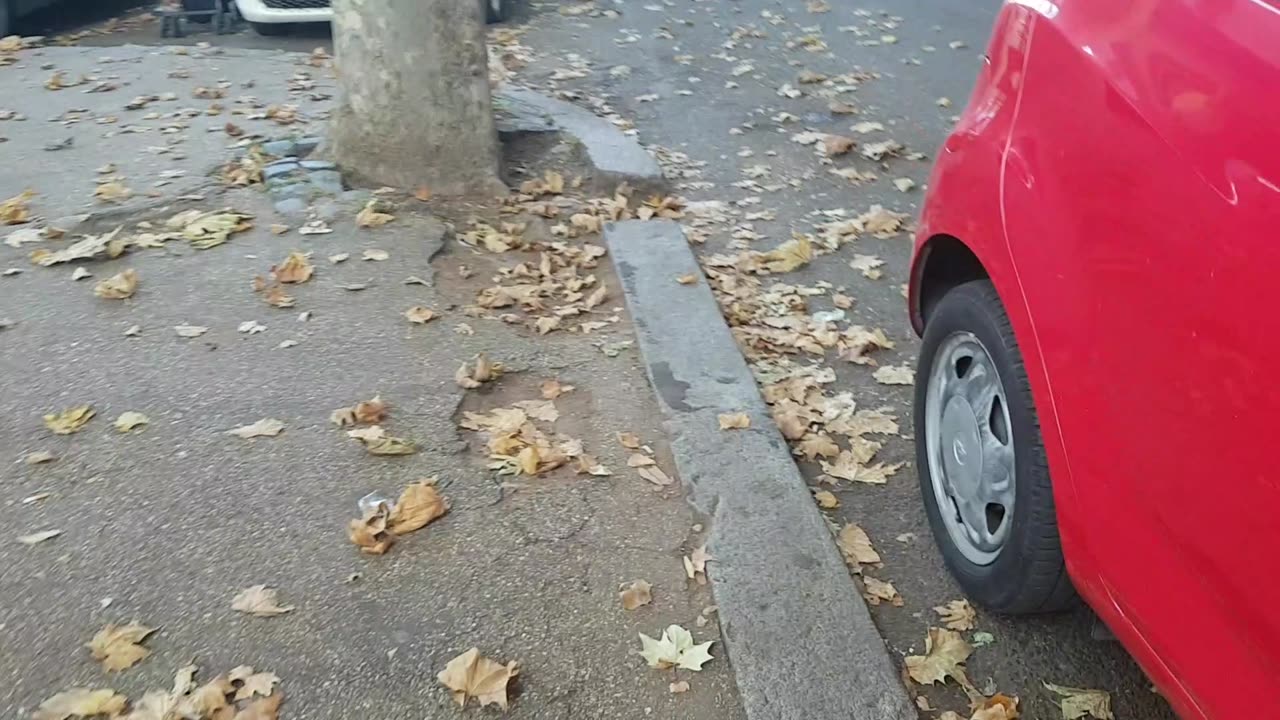 Dry leafs on the ground Roma Italy